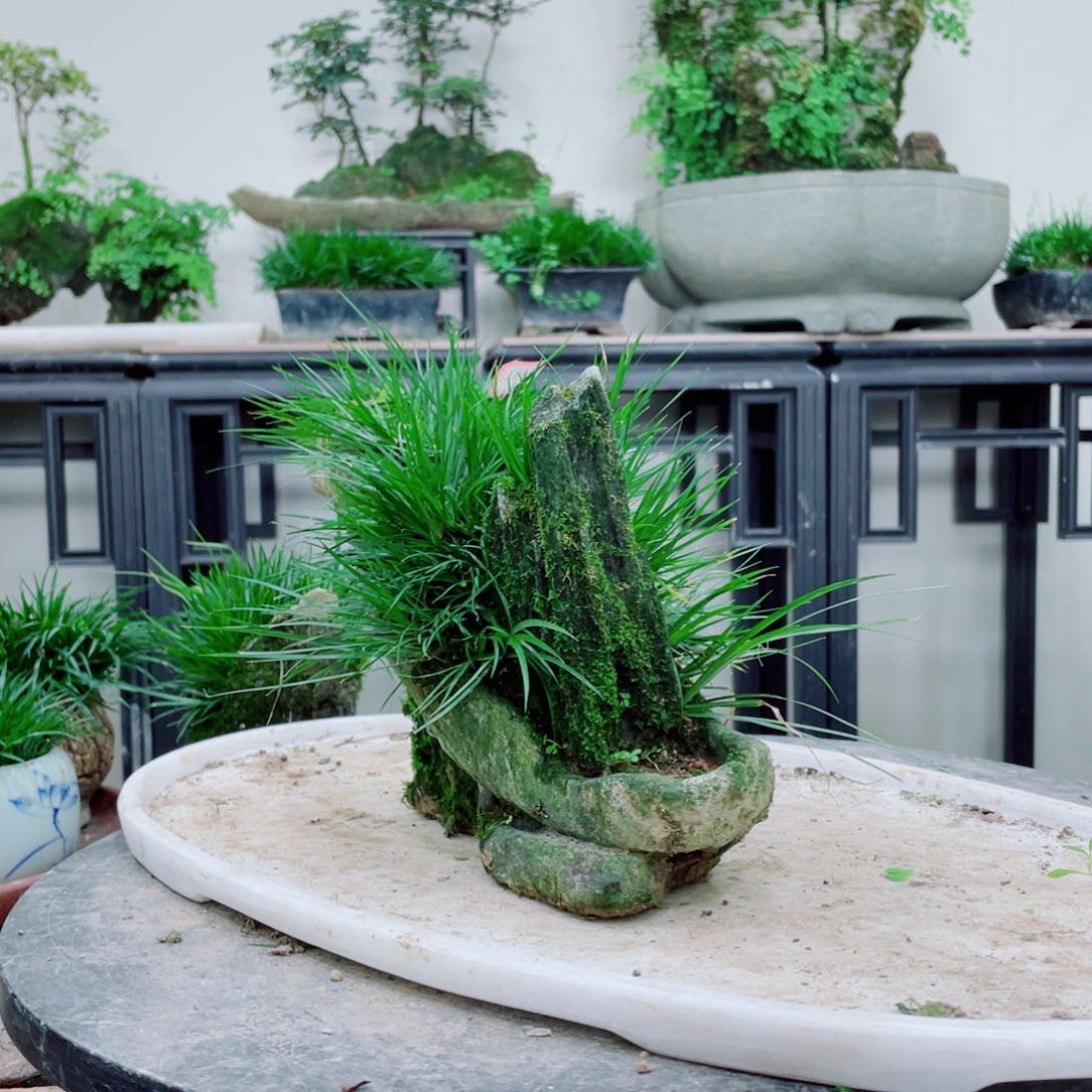 无铅玻璃悠*铁线蕨铁线蕨铁线蕨