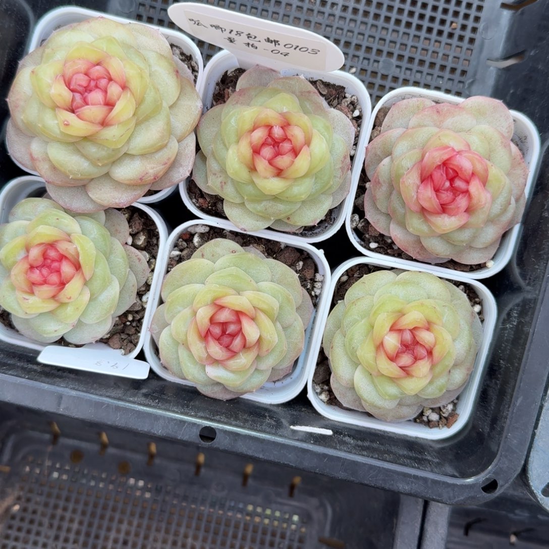 0103-04-瑰夏一颗量拍