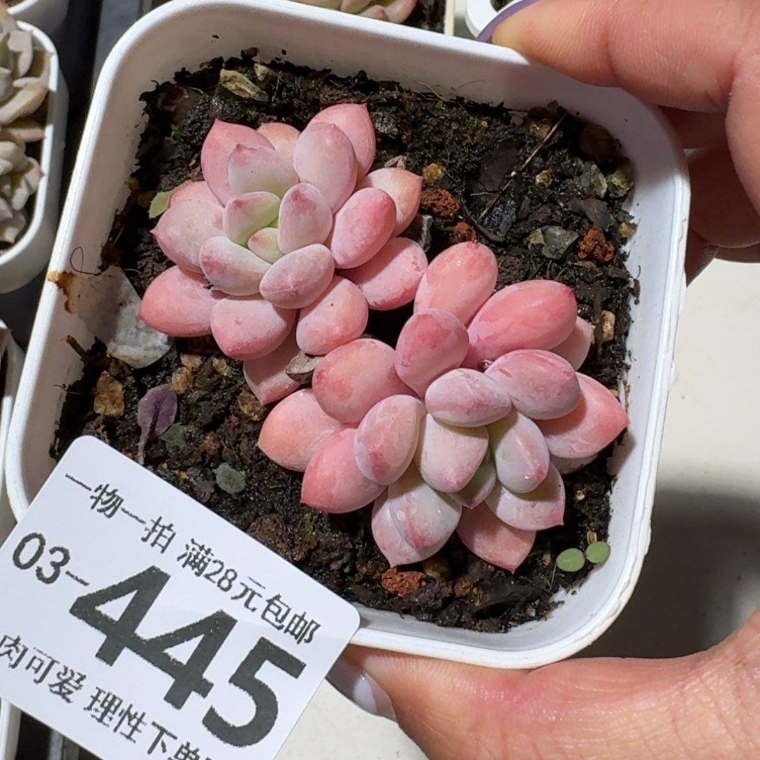 拉丝雨无盆土发货无