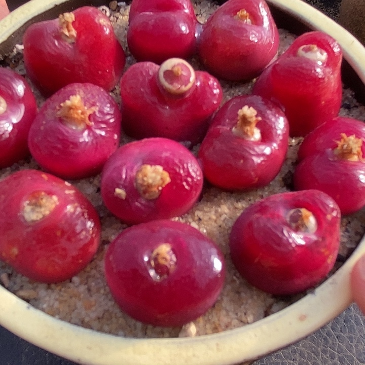 6528超红韩版蟠桃一组五颗有伤