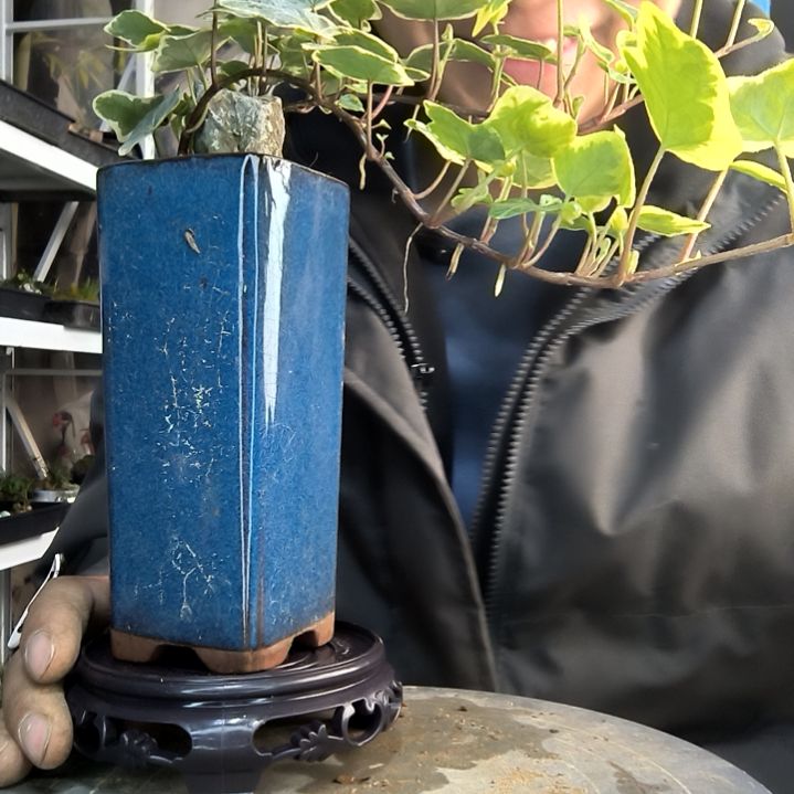兔*呀小盆景小植物一物一拍73