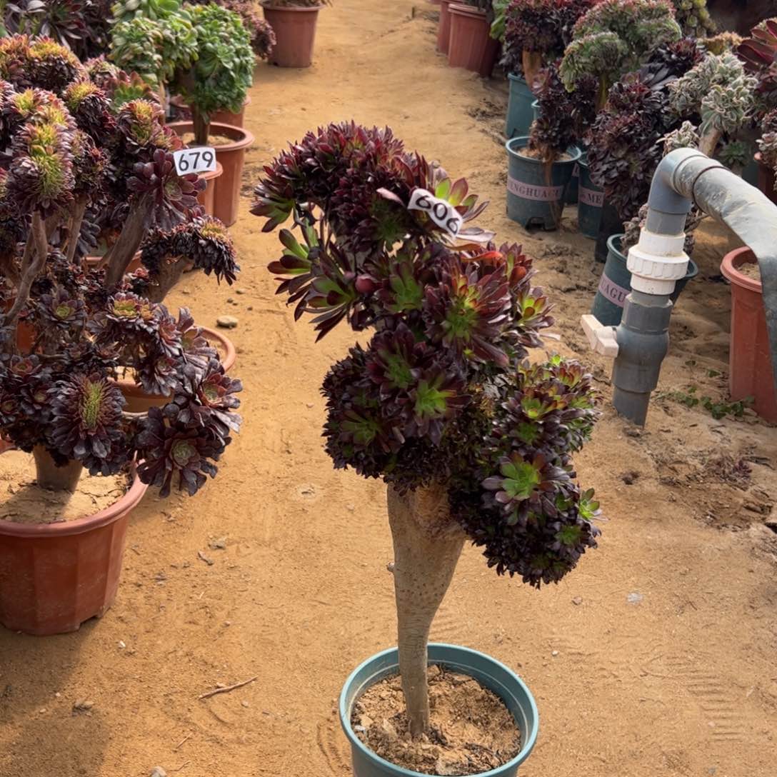 有大伤黑缀606高48