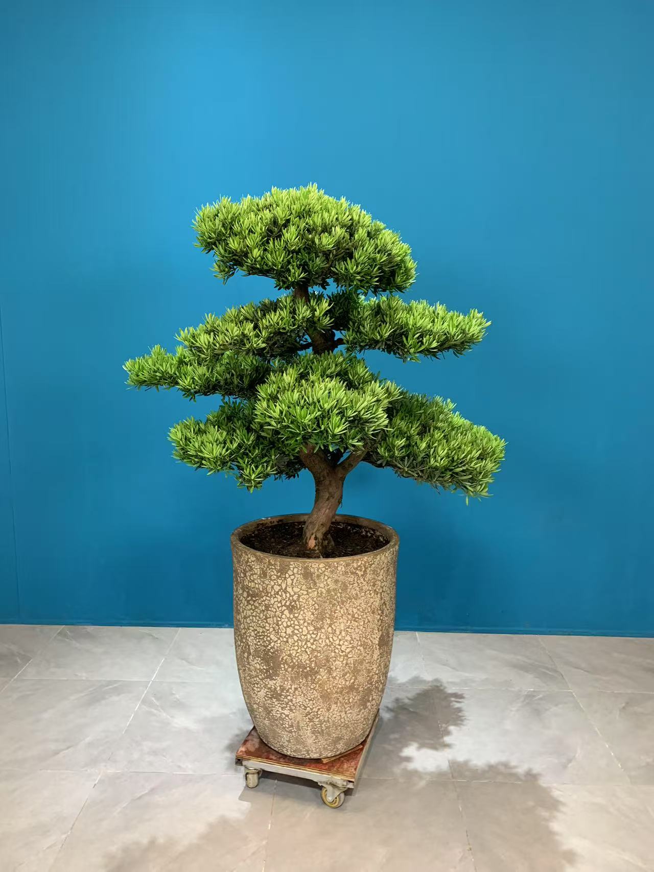 罗汉松造型鲜活景观绿植落地款室内盆栽送货上门