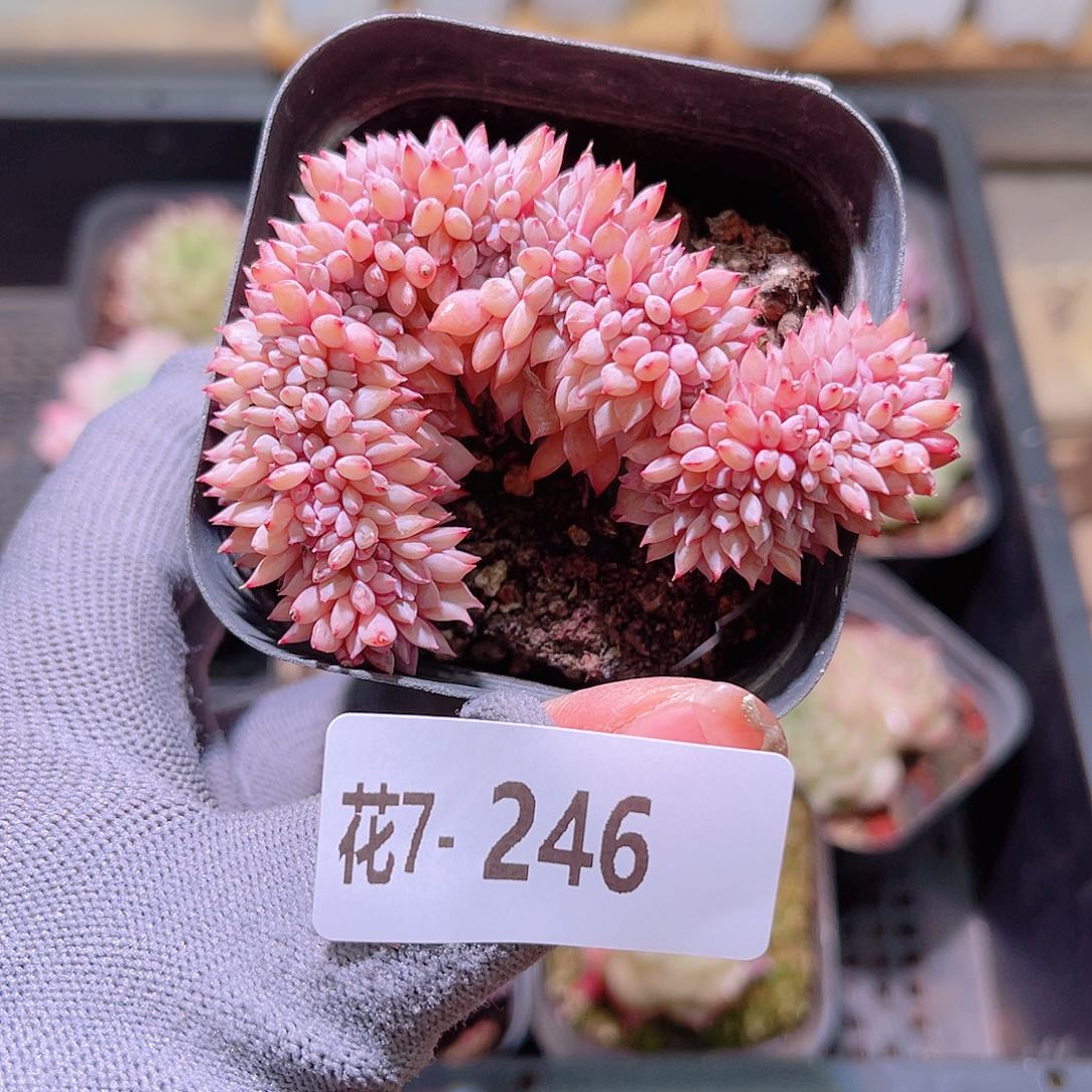 花07-246莱恩小精灵缀化
