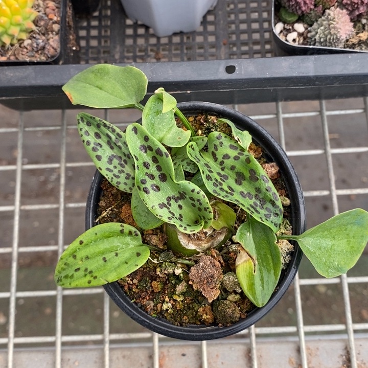 伯克利和格蕾纳的故事也