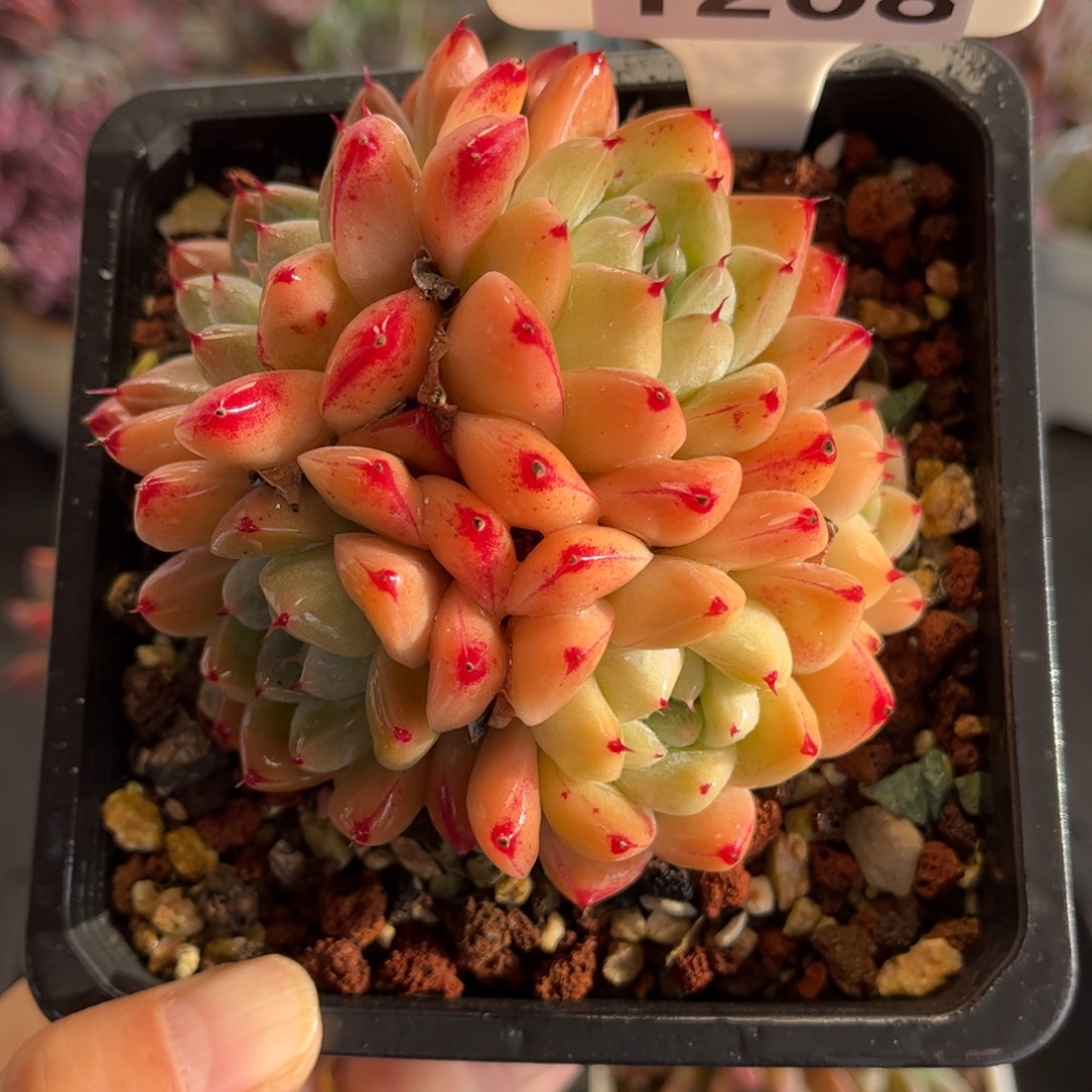 1208 天冷必拍保温箱