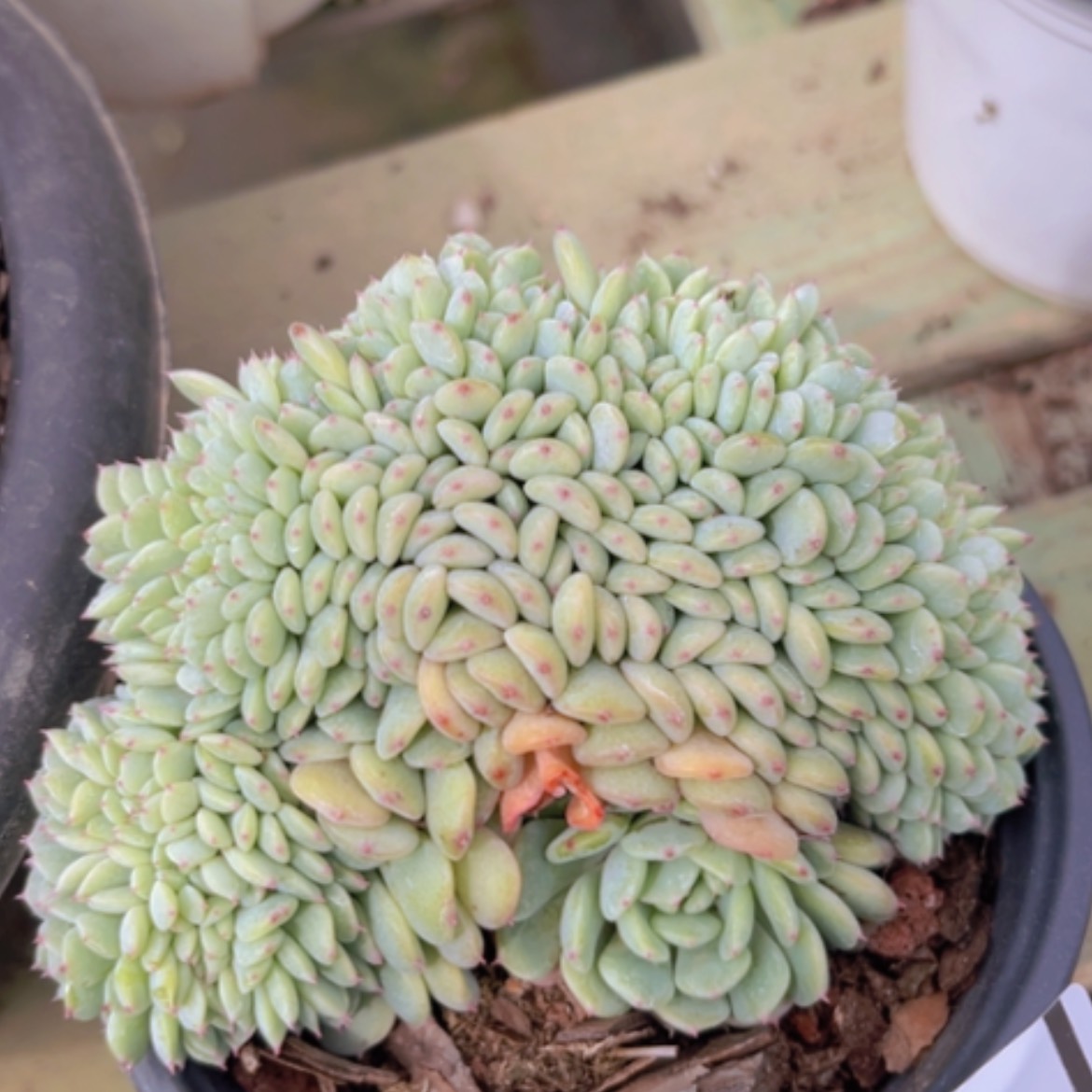 【闪购商品】白胖子缀2450