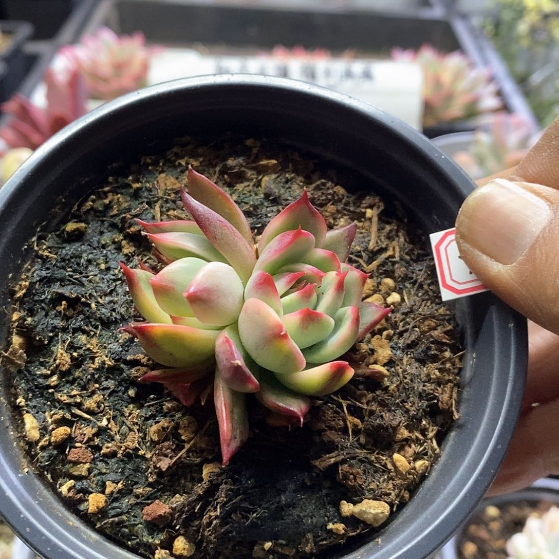 24114桃花腹轮锦双头多肉