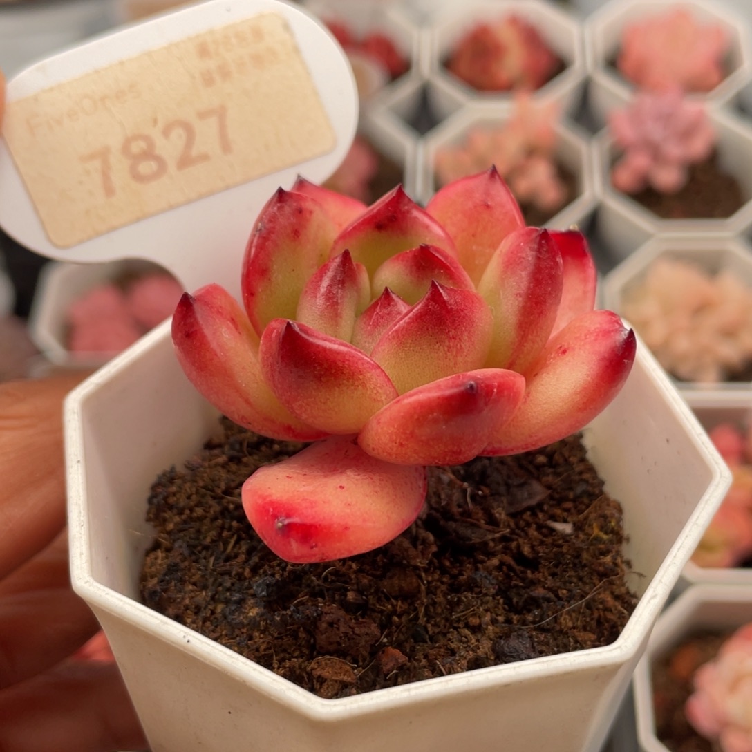 Tm7827-4.5厘米左右