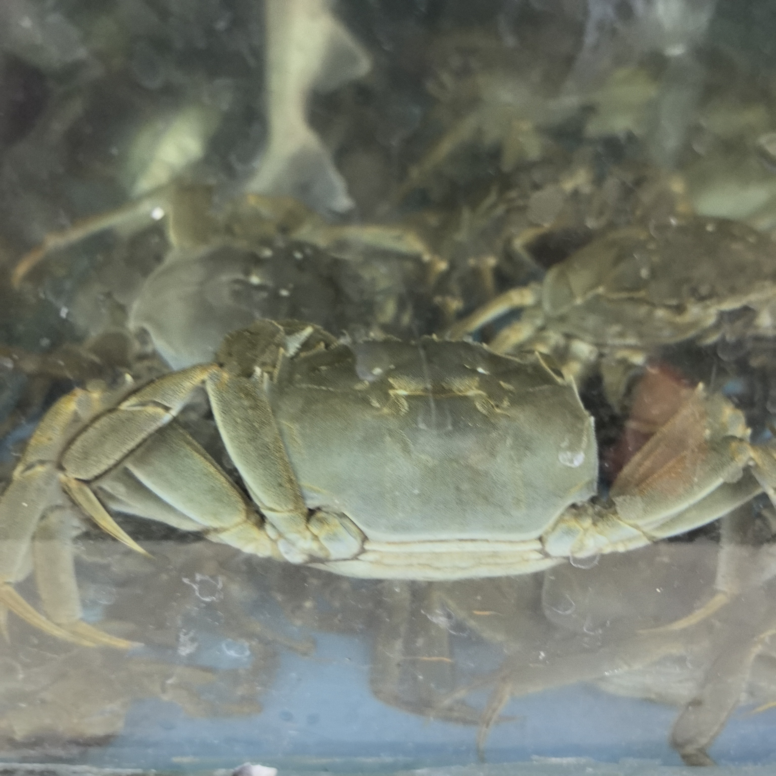 江苏固城湖大闸蟹3两活母蟹35一只上汽蒸35分钟