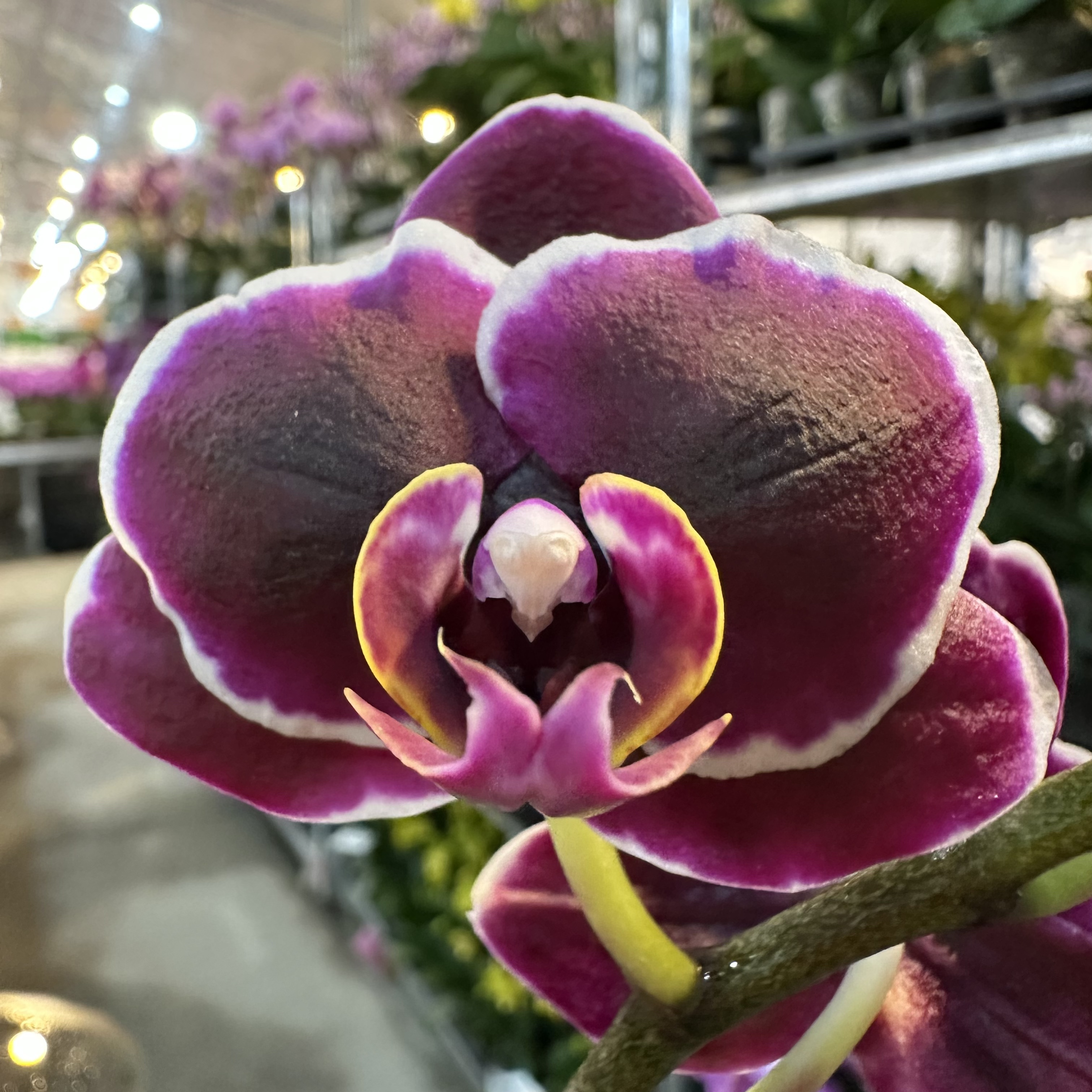 蝴蝶兰【三和小王子】带花发货室内高端花卉绿植观赏佳品