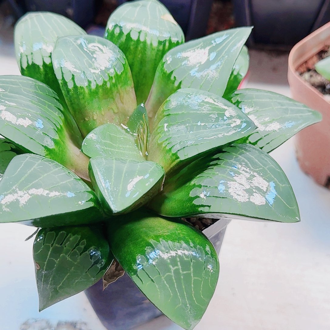 无花朵十二卷 阿房宫母本福利了