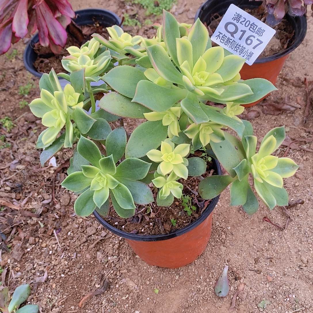 167艳日辉多肉断枝一个