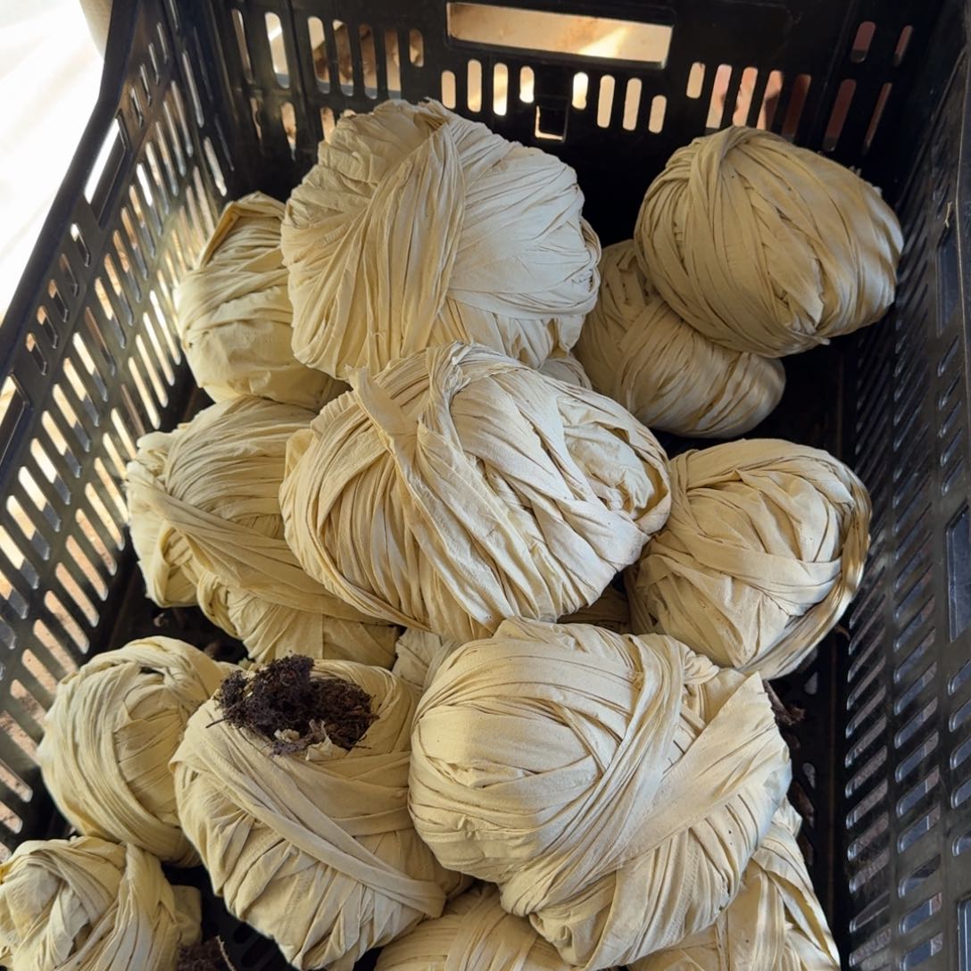 10个冰玉多肉植物