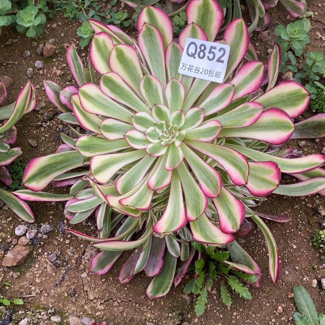 852红铜白多肉植物