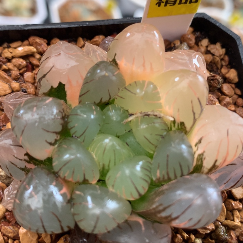 【闪购商品】501灵犀