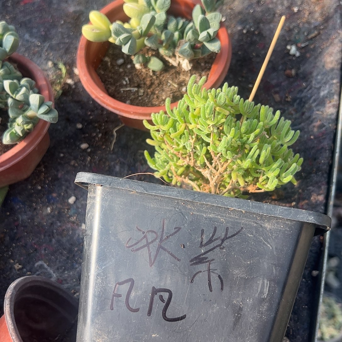 凡***凡枝干冰紫鹿角海棠锦