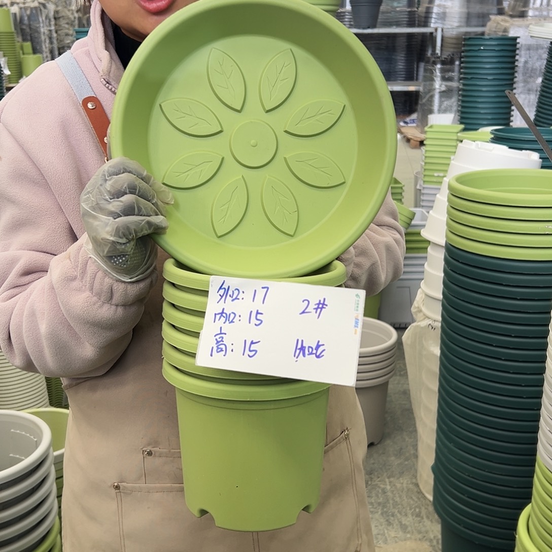 四季盆2#果绿色10个（含托盘）