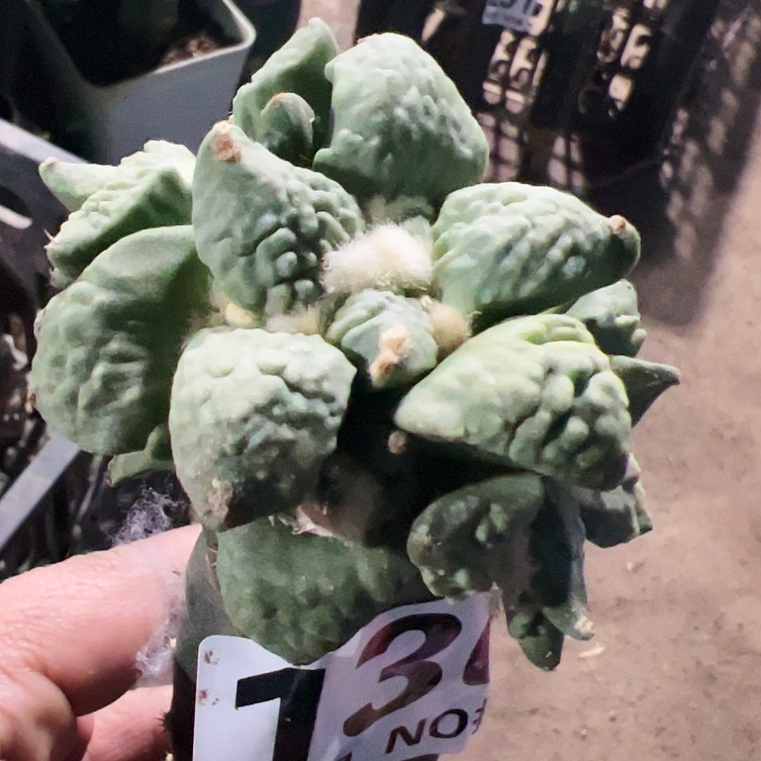 怒涛牡丹群仙人球136