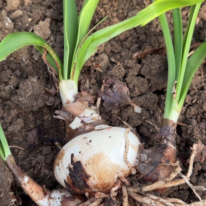 无花朵精灵包对版福利