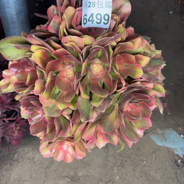 6499南洛神多肉植物