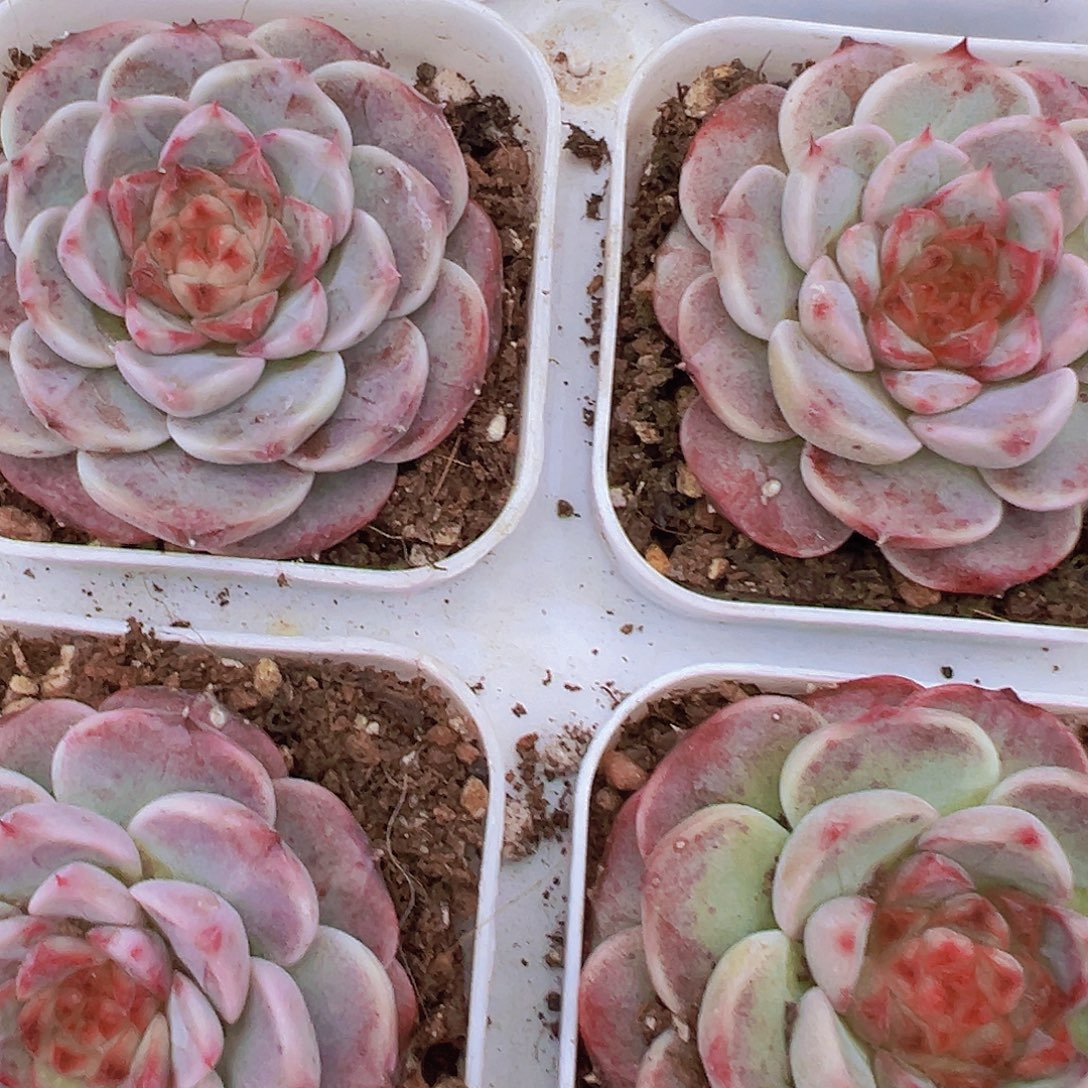 天鹅绒2颗多肉植物