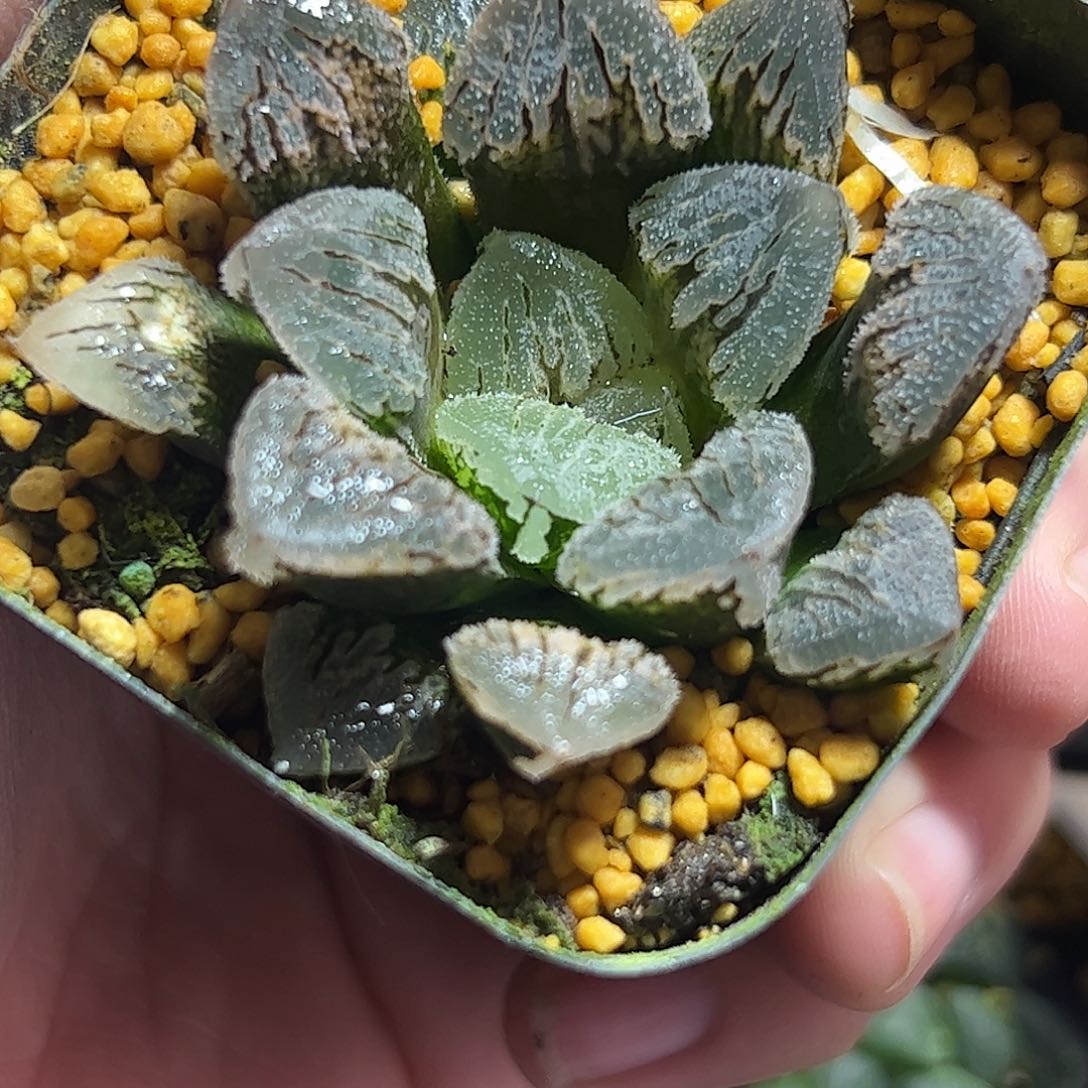 冰上之舞寿十二卷多肉植物