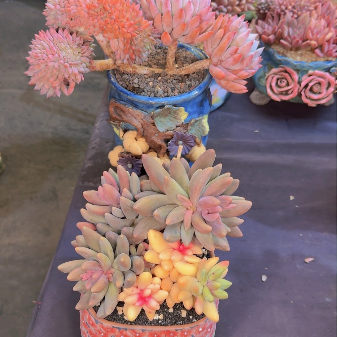 用****2多肉植物的生长发育