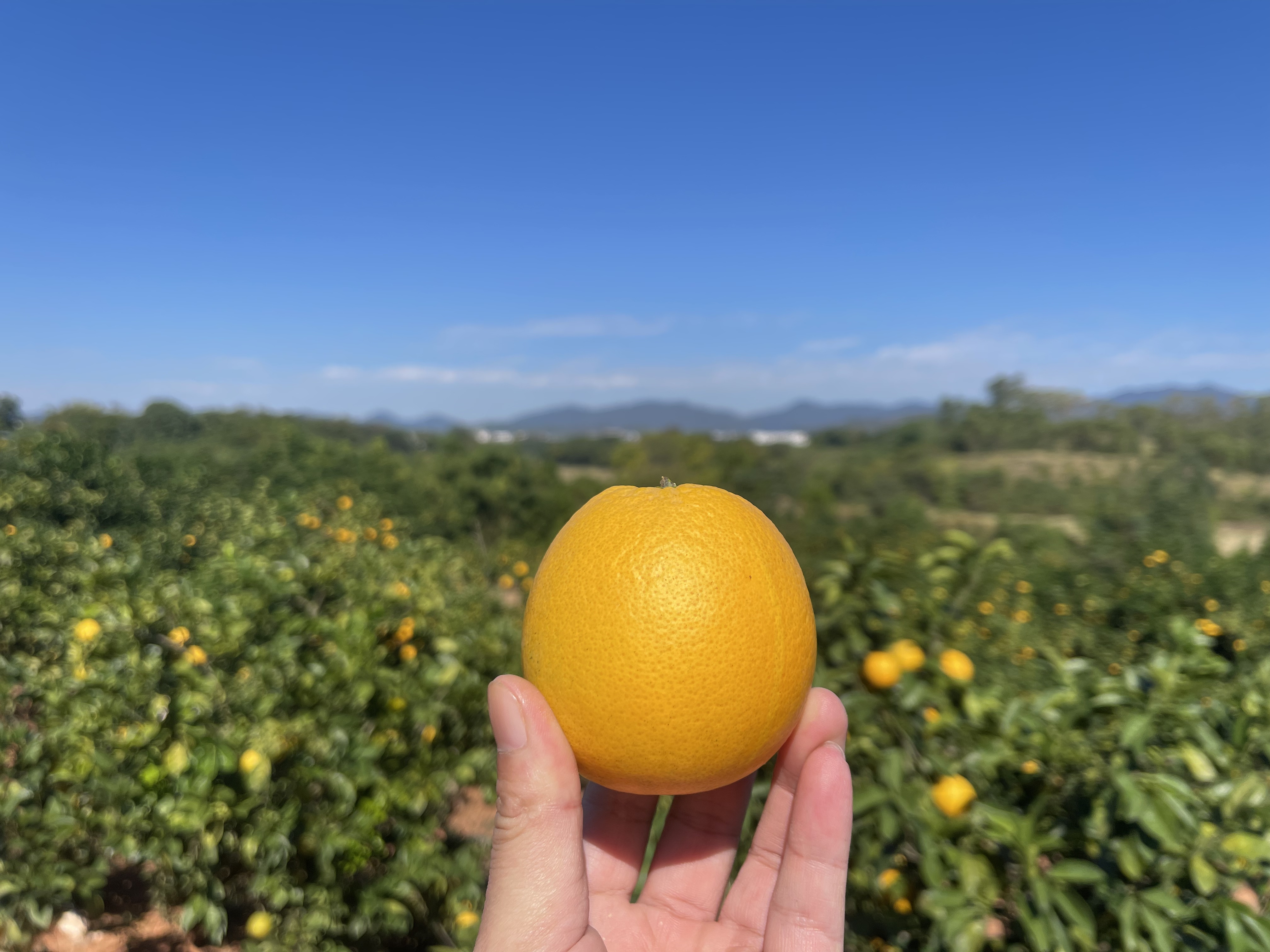 （精品果）赣南信丰脐橙新鲜现摘当季孕妇水果皮薄多汁甜橙子产地