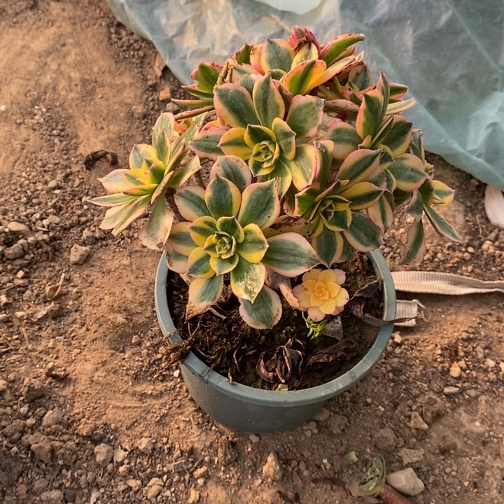 灿烂砍头26多肉植物法师