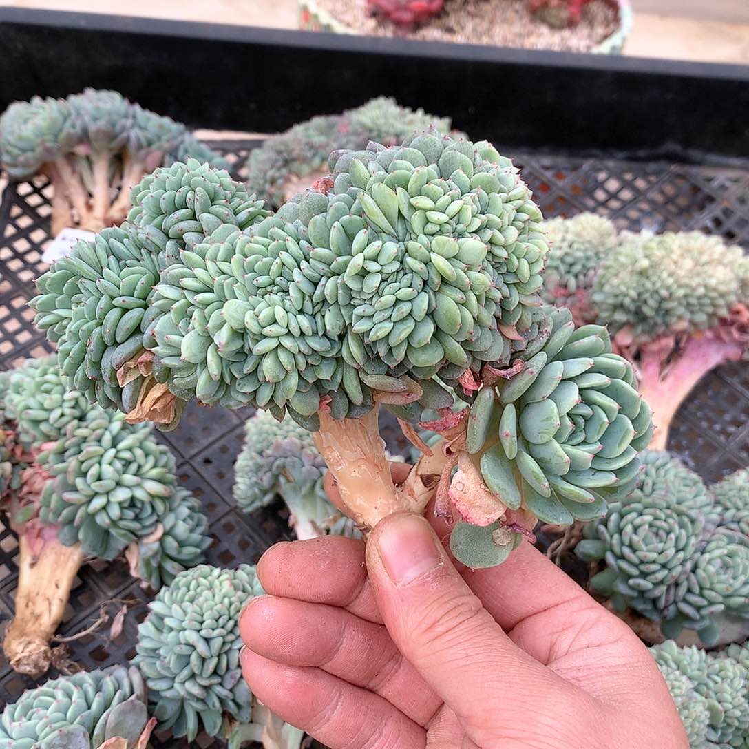 0046白胖子缀化一颗14.5厘米