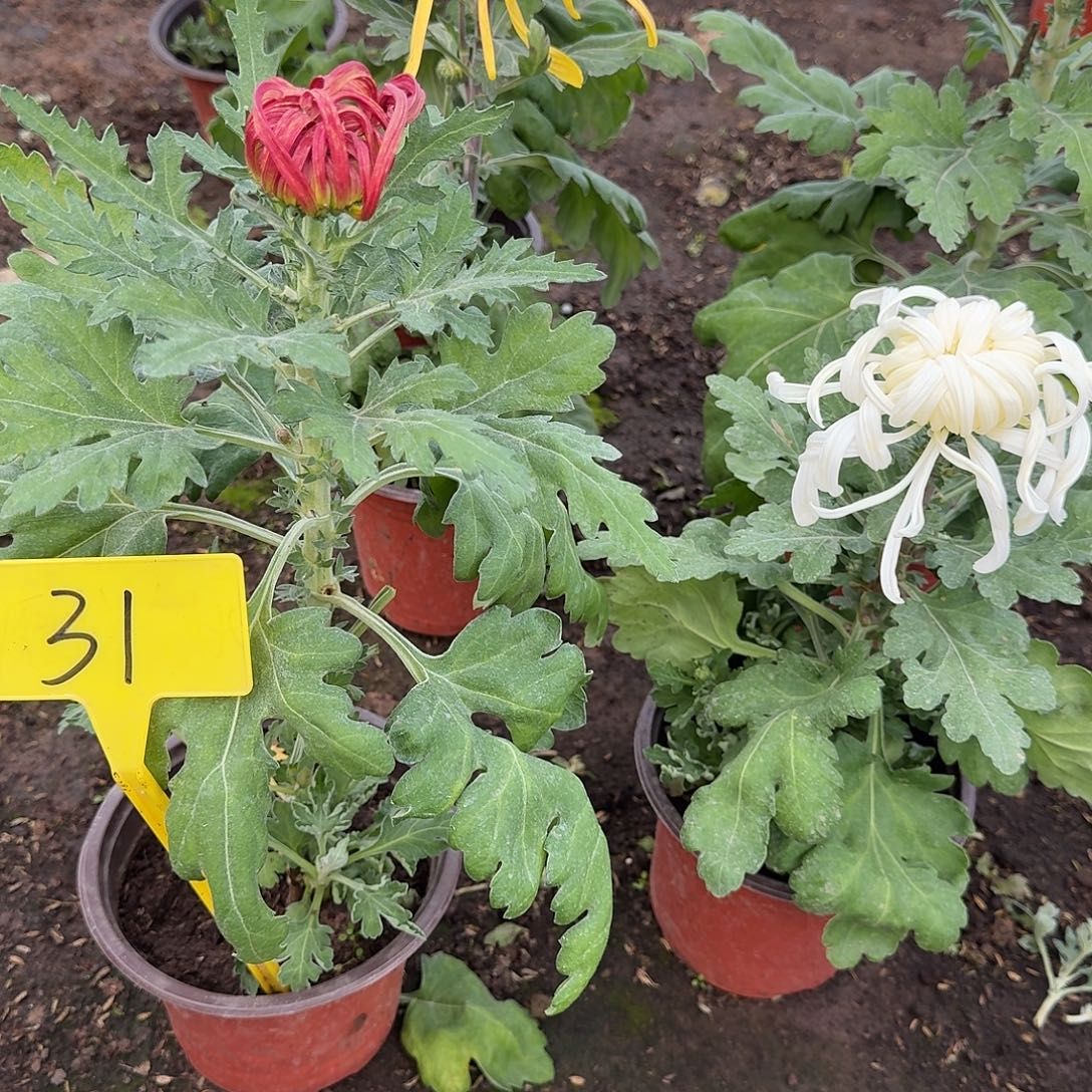 ～***子大部分花苞少量开放31八十宴