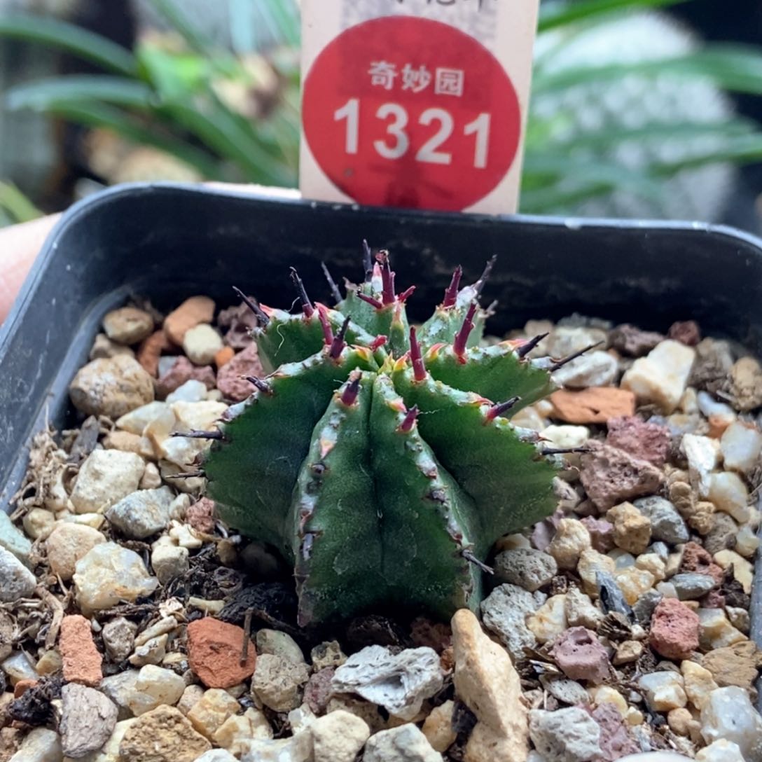 实生落雪魁伟玉一颗仙人球