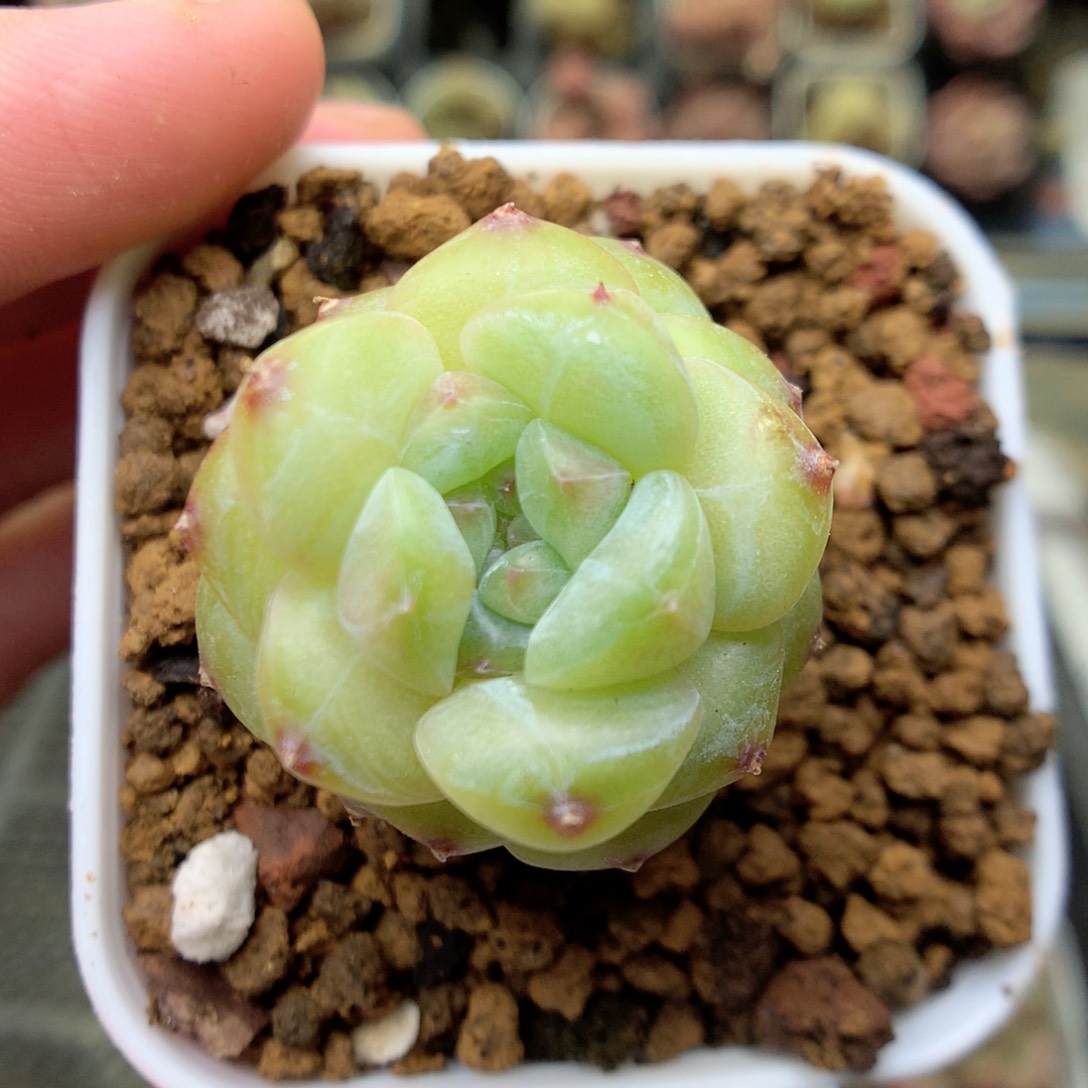 S111 ，20包邮两天凑单偏远不发货