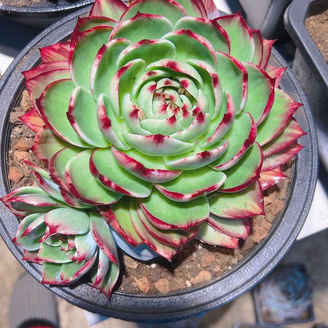 谢***菊惊红多肉235679986444