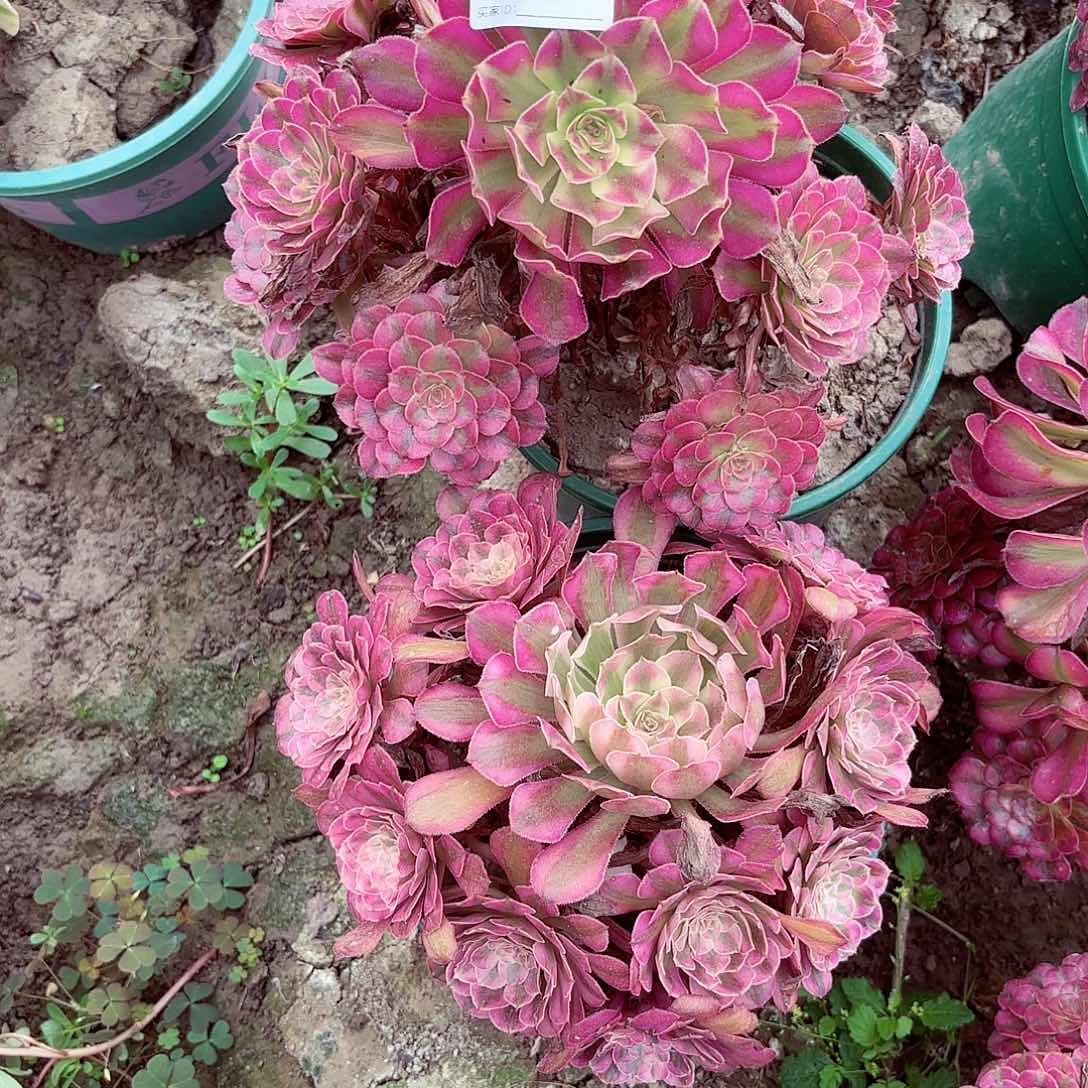 两棵法师手捧8-6