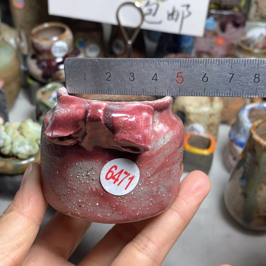 花盆拍5送一个小礼物