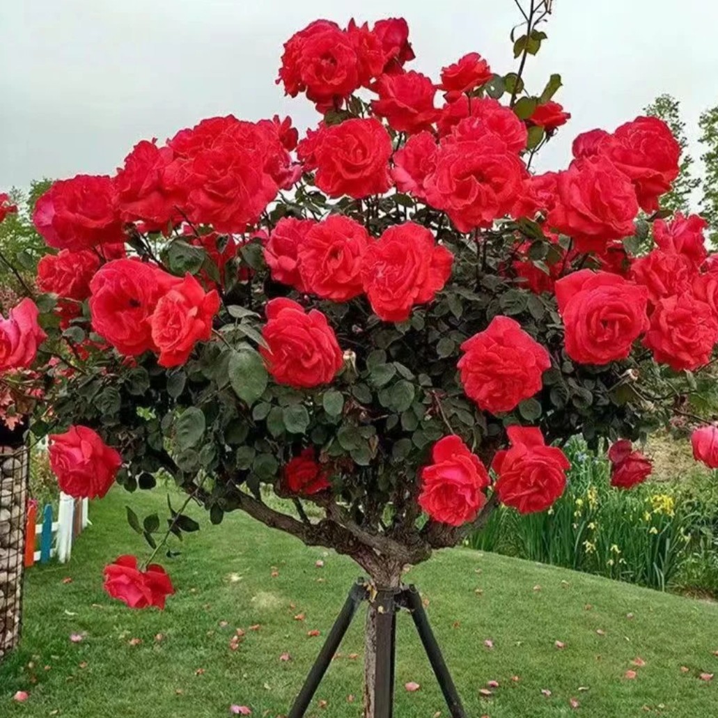 国月4公分左右：绯扇，粉扇