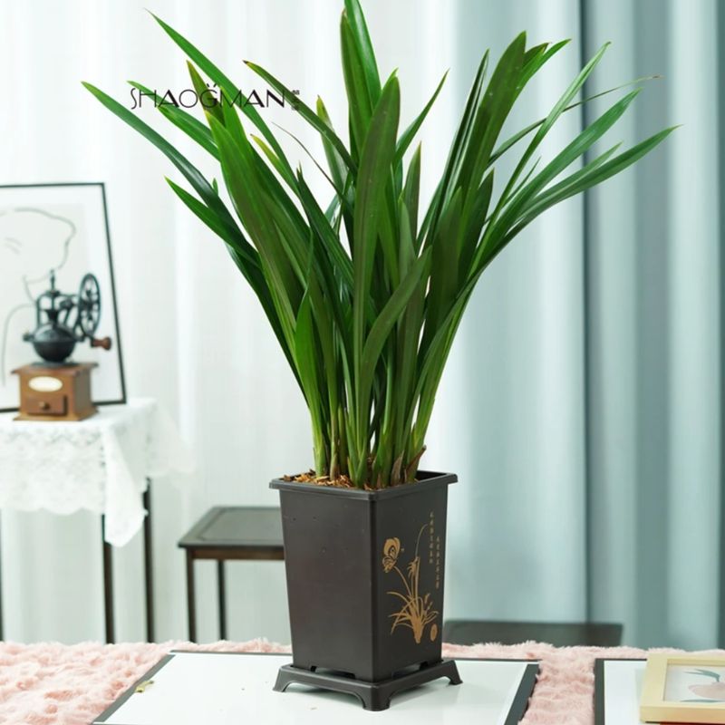 墨兰6-8苗  室内盆栽种植易成活好养开花植物