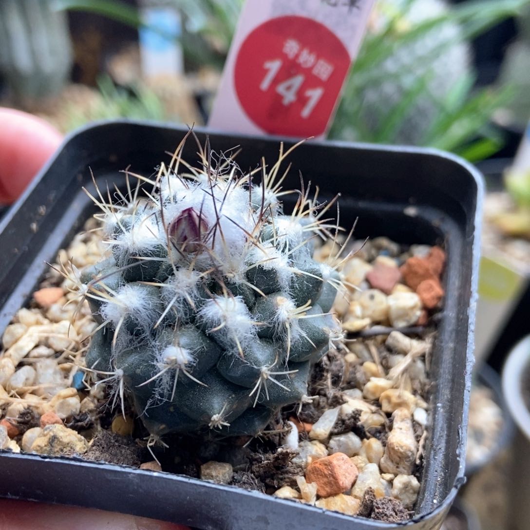 实生雪顶刘氏丸娇丽3.3 cm