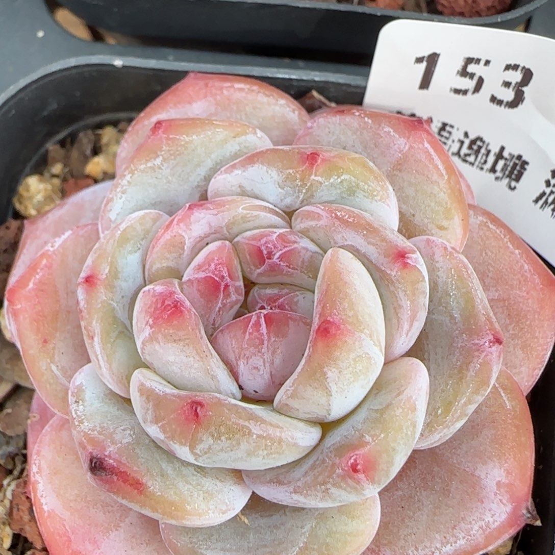 花语逸境0210-153 