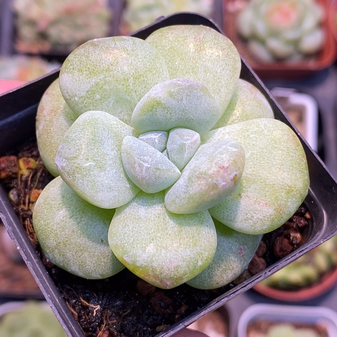 冰玉石化30包邮非偏远