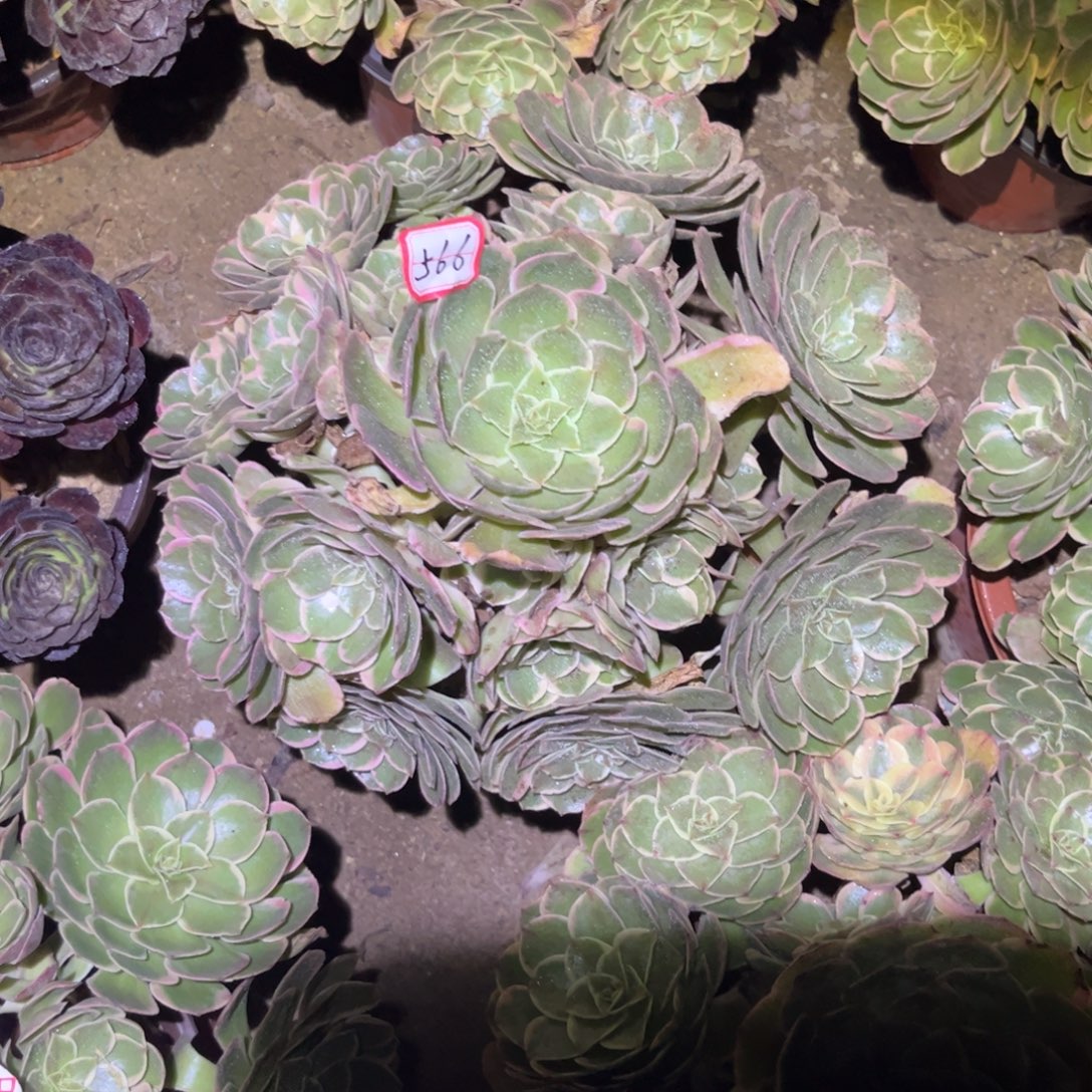 566多肉植物粉花妖