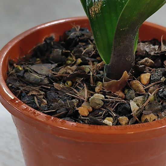 完全开放V5哦哦哦摸摸