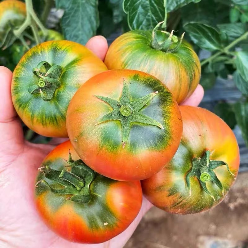 精品中果五斤盘锦碱地，草莓，铁皮柿子，西红柿，番茄