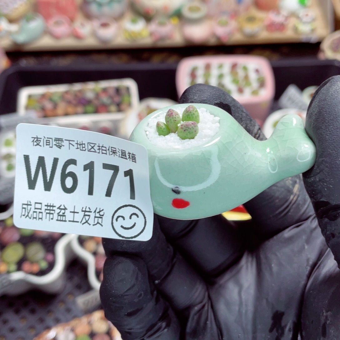 夜间零下地区拍保温箱w6171