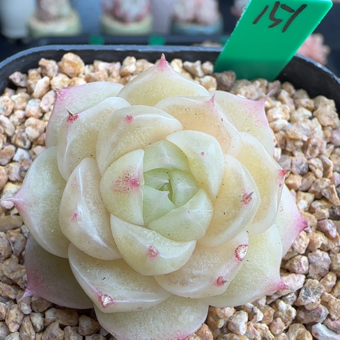 多肉151    麦秆   6厘米盆  h