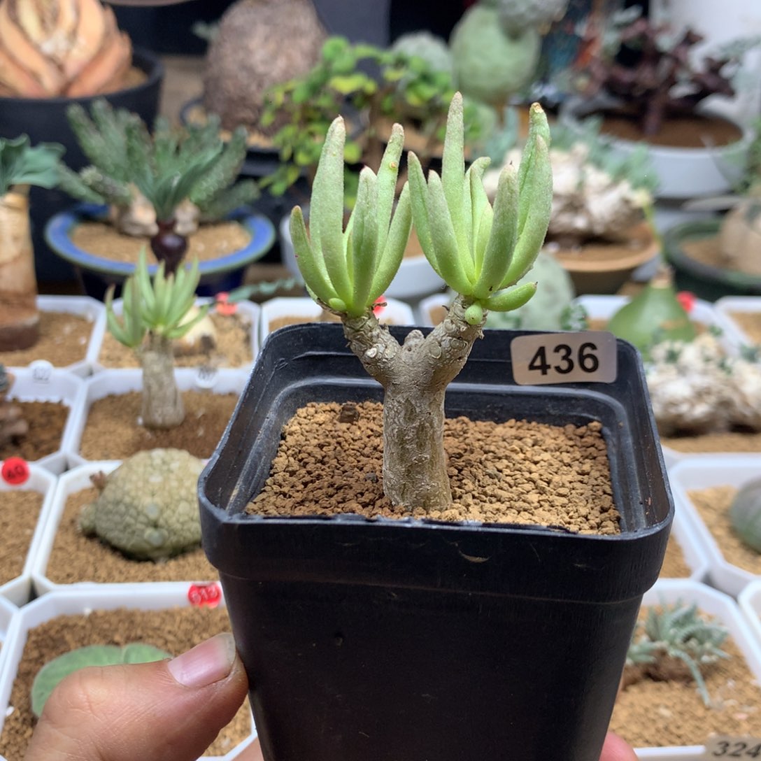 何丽奇峰锦带盆多肉436