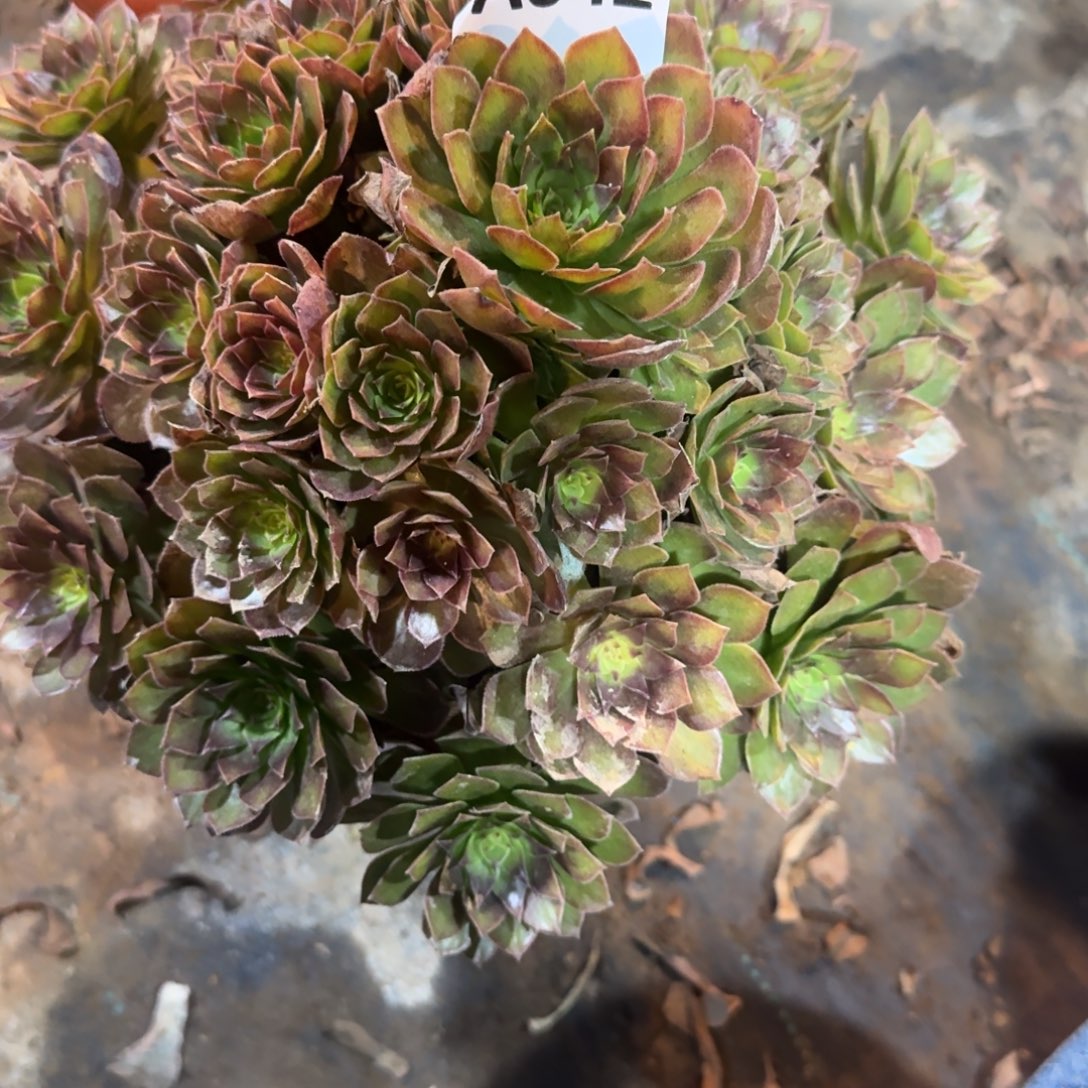 时***了桃花石一物一拍542