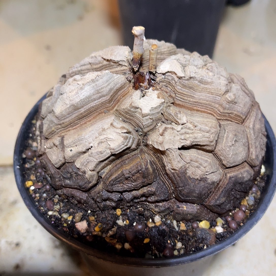 实生南非龟甲龙一物一拍